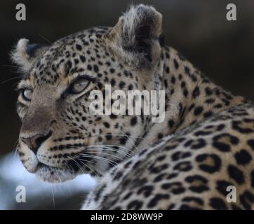 Un léopard (Panthera pardus) se détend à l'ombre. Parc national de Serengeti, Tanzanie. Banque D'Images