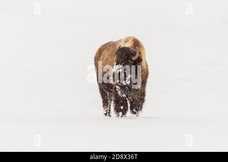 Un bison américain dans une tempête de neige dans le parc national de Yellowstone, Wyoming, États-Unis. Banque D'Images