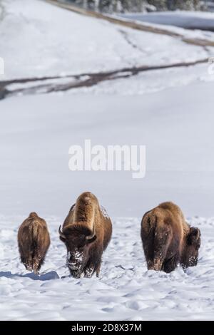 Bisons américains qui bisons dans la neige dans le bassin inférieur du Geyser du parc national de Yellowstone, Wyoming, États-Unis. Banque D'Images