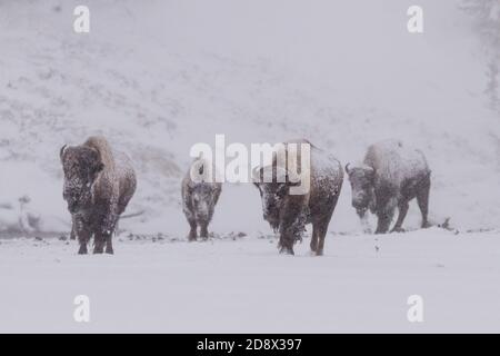 Bison américain dans une tempête de neige dans le parc national de Yellowstone, Wyoming, États-Unis. Banque D'Images