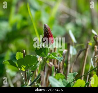 Trèfle cramoisi (Trifolium incarnatum) sous-planté en culture biologique. Banque D'Images