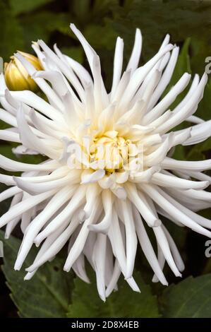 Gros plan de Playa Blanca un cactus blanc dahlia avec Bourgeon floral PLANTE tubéreuse qui est décidue et moitié hardy Banque D'Images