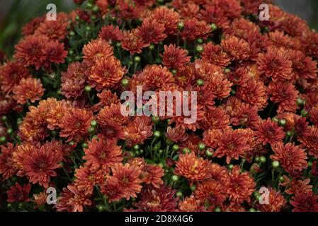 Fond de chrysanthème automnal coloré. Chrysanthèmes orange. Chrysanthème coréen orange rouge. Gros plan sur les chrysanthèmes de Hardy. Chrysanthème corée Banque D'Images