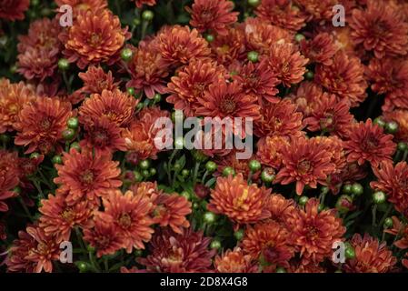 Fond de chrysanthème automnal coloré. Chrysanthèmes orange. Chrysanthème coréen orange rouge. Gros plan sur les chrysanthèmes de Hardy. Chrysanthème corée Banque D'Images