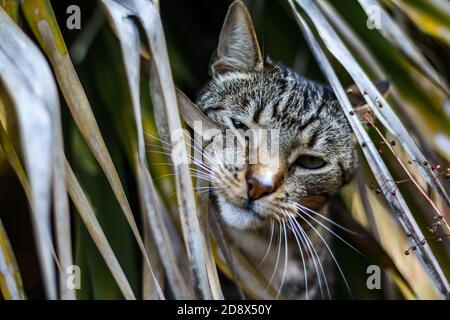 Tabby de maquereau mâle jouant à l'extérieur, caché derrière les feuilles Banque D'Images