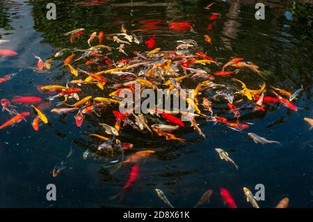 Des poissons rouges aux couleurs vives et d'autres poissons exotiques nageant et s'enorgeant dans l'eau, créant des motifs complexes, des ondulations, des réflexions et des réfractions. Banque D'Images