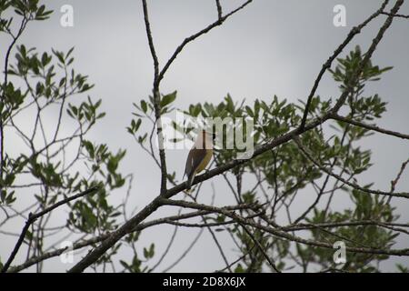 Une aile de cèdre perchée sur une branche avec des feuilles et un ciel gris en arrière-plan Banque D'Images