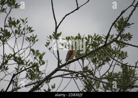 Une aile de cèdre perchée sur une branche avec des feuilles et un ciel gris en arrière-plan Banque D'Images