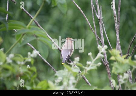 Un Waxwing de cèdre perché sur une branche avec des plantes vertes en arrière-plan Banque D'Images