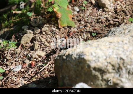 Un bébé crapaud traversant un chemin rocailleux sur un soleil jour Banque D'Images