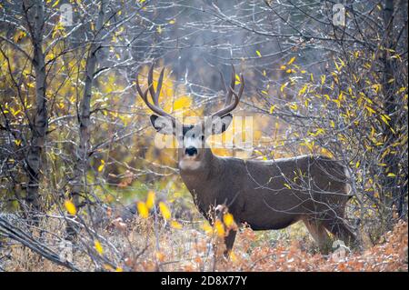 Gros buck de cerf mulet dans les bois à l'automne Parc national de Grand Teton Banque D'Images