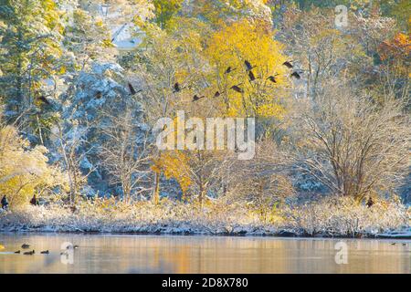 Troupeau d'Oies volant au-dessus du lac de neige à l'aube en automne, Massachusetts, États-Unis Banque D'Images