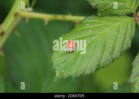 Une coccinelle assise sur une feuille de framboise dentelée verte avec une vigne hors foyer en arrière-plan Banque D'Images