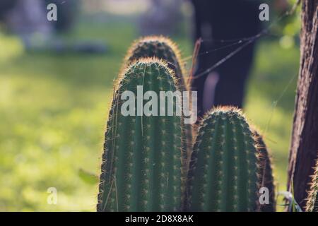 Captus de San Pedro, sur le terrain. Echinopsis pachanoi Banque D'Images