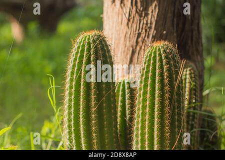 Captus de San Pedro, sur le terrain. Echinopsis pachanoi Banque D'Images