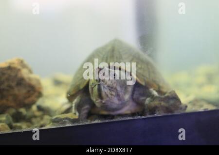 sternotherus carinatus sous l'eau dans son habitat en captivité Banque D'Images