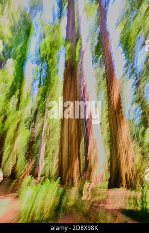 Tons de vert, marron et bleu capturés par le panoramique vertical de grands séquoias californiens avec fougères sur le sol de la forêt. L'image est abstraite mais l Banque D'Images