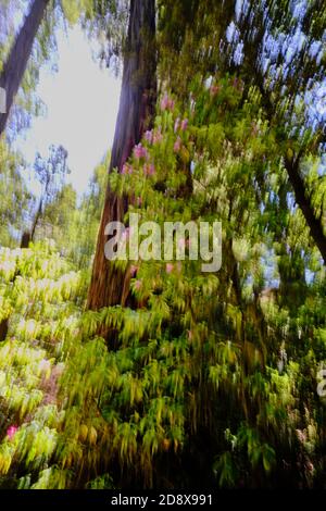 Le panoramique vertical comprenait plus de hauteur de ce grand séquoias droit et des rhododendrons rose pâle poussant à sa base. Californie Banque D'Images