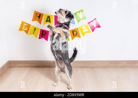 Magnifique chien excités debout sur deux jambes devant une décoration de fête de signe d'anniversaire heureux Banque D'Images