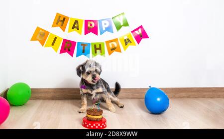Un Chien Degustation Avec Sa Langue Un Gateau D Anniversaire De Viande A La Fete Avec Decoration Et Affiche De Fete Dans Le Milieu Des Bulles Photo Stock Alamy