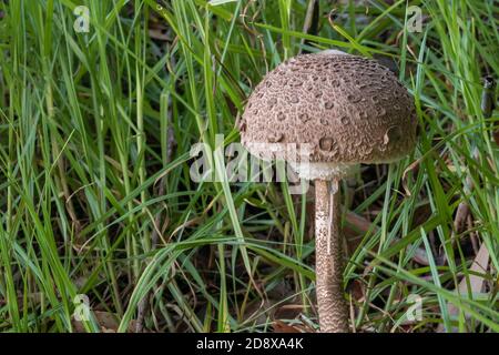 macrobiote procera champignon pousse dans la forêt vue rapprochée Banque D'Images