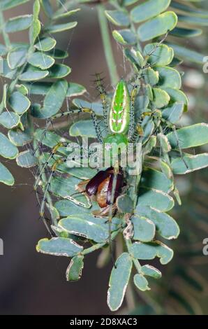 Araignée de lynx verte (Peucetia viridans) se nourrissant de proies