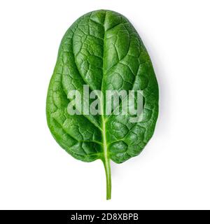 Feuille d'épinards isolée sur fond blanc. Jeunes épinards frais et verts vue sur le dessus. Pose à plat. Banque D'Images