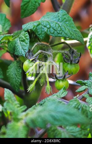 Gros plan des jeunes tomates et des bourgeons floraux Banque D'Images