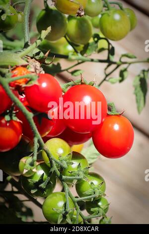 Photo verticale des grappes de tomates à différents stades de maturité Banque D'Images