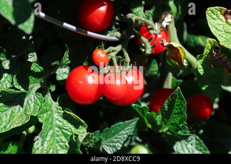 Gros plan de tomates cerises mûres poussant sur une plante Banque D'Images