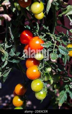 Photo verticale des grappes de tomates à différents stades de maturité Banque D'Images