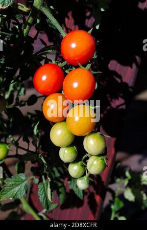 Photo verticale des grappes de tomates à différents stades de maturité Banque D'Images