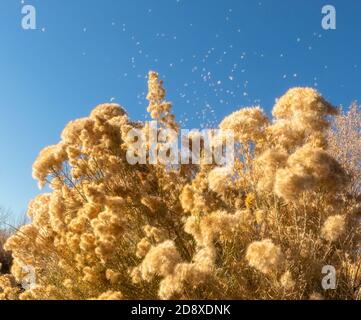 Automne sec chamisa devant le ciel bleu dedans Colorado le jour ensoleillé d'octobre Banque D'Images