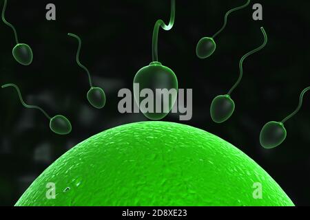 Conception - sperme et ovule dans l'utérus Banque D'Images