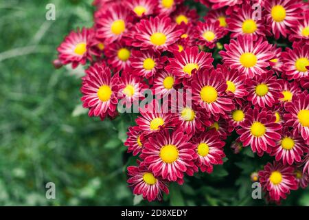 Rouge magenta Chrysanthemum dans le jardin d'automne gros plan, vue de dessus, copier l'espace Banque D'Images