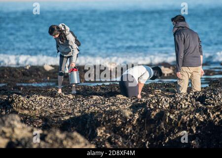 Pendant la marée basse, les gens prennent dans les roches exposées pour récolter des fruits de mer comme les moules et les oursins dans les bassins de la Californie. Banque D'Images