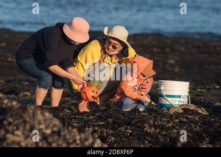 Pendant la marée basse, les gens prennent dans les roches exposées pour récolter des fruits de mer comme les moules et les oursins dans les bassins de la Californie. Banque D'Images