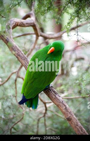 Un Eclectus Parrot veut savoir si je lui parlais - et tord sa tête juste autour pour le savoir. Au zoo de Melbourne à Victoria, en Australie. Banque D'Images
