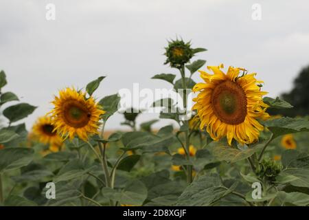 Gros plan des tournesols dans un champ par jour de pluie dans la campagne Banque D'Images