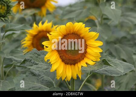 Gros plan des tournesols dans un champ par jour de pluie dans la campagne Banque D'Images