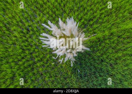 Vue aérienne du champ de paddy vert à Lakshmipur au Bangladesh. Banque D'Images