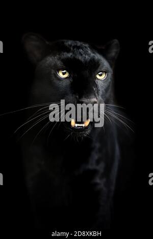 Portrait de léopard noir sur fond sombre Banque D'Images