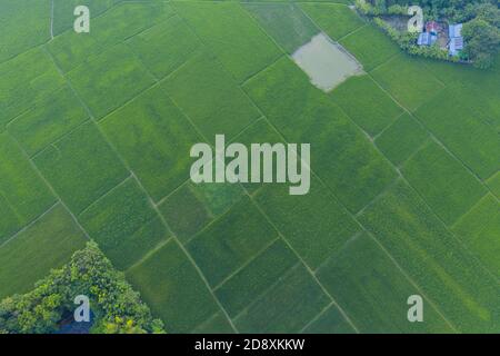 Vue aérienne du champ de paddy vert à Lakshmipur au Bangladesh. Banque D'Images
