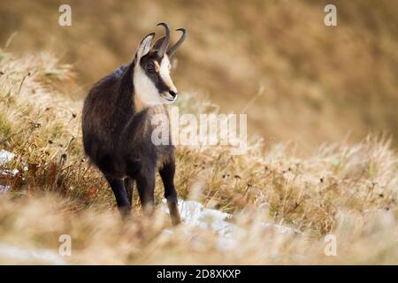 Tatra chamois debout sur la prairie de montagne en hiver nature Banque D'Images