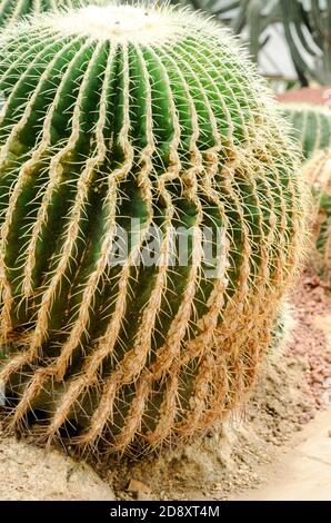 Cactus est une maladie fongique, Rust cactus Banque D'Images