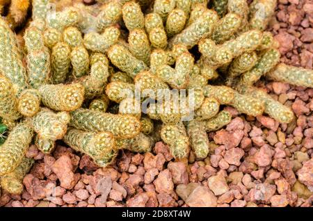 Mammillaria elongata Banque D'Images