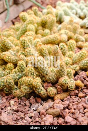 Mammillaria elongata Banque D'Images