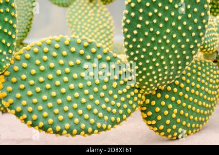 Opuntia rufida cactaceae cactus Banque D'Images