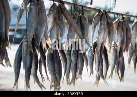 Bokkoms (poisson séché) Côte ouest de l'Afrique du Sud suspendu dans des bunches au bord de la route calage Banque D'Images