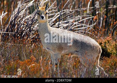 Un klipspringer mâle sur le sommet de Table Mountain au Cap. Banque D'Images